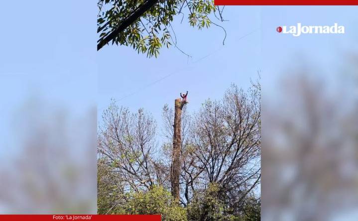 Retiran 25 palmeras muertas en la colonia Hipódromo