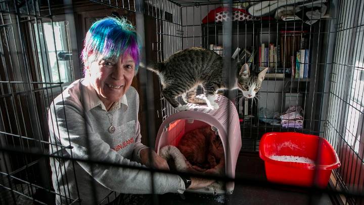 Las protectoras tratan de remontar un año con más entradas que salidas