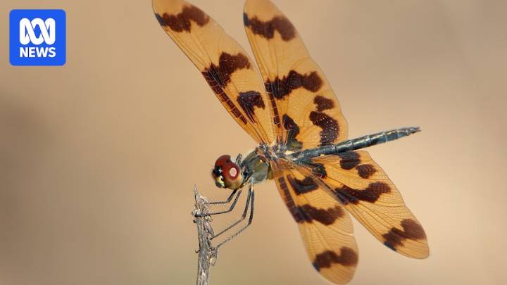 Graphic flutterer dragonfly voted 2025 ABC Australian Insect of the Year