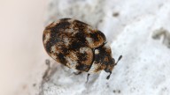 The Common Cleaning Task That Can Naturally Keep Carpet Beetles Out Of Your Home