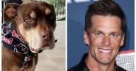 Tom Brady Actually Cloned His Dog and Ya Know What, We Totally Get It!