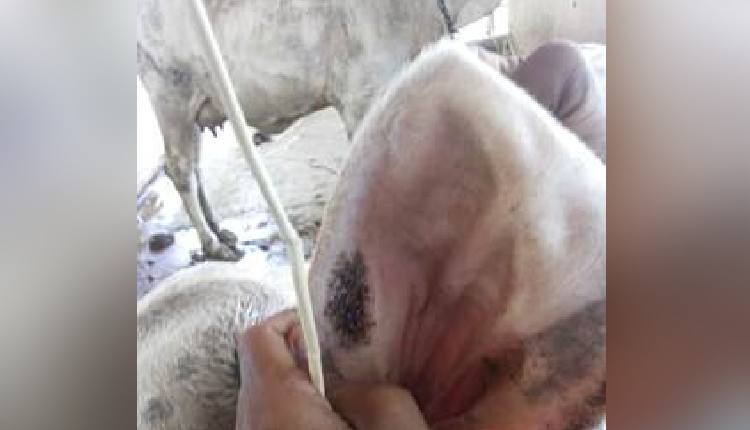 Govt Standardises 3 Traditional Therapies To Boost Livestock Health