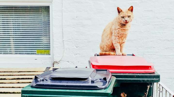 Make Use Of An Old Trash Bin With A Simpler DIY Outdoor Cat Shelter Idea