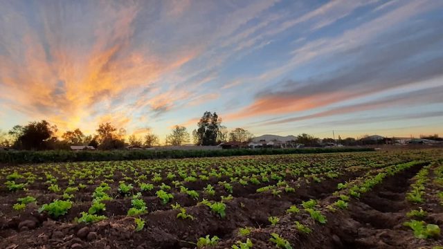 El campo enfrenta una temporada de riego marcada por la escasez