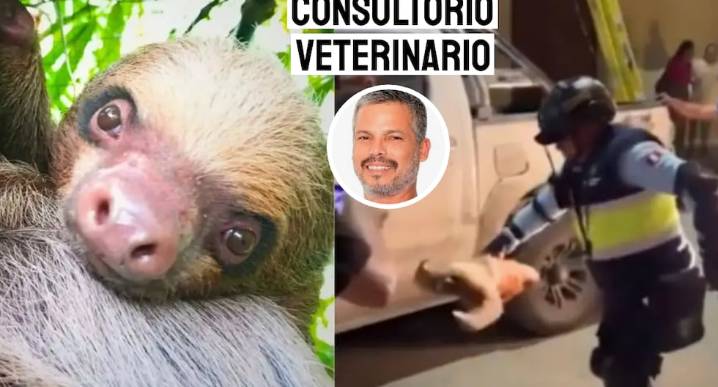 Pancho Cavero tras maltrato a oso perezoso en Tocache: “Indigna y duele”
