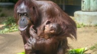 Baby pictures: LA Zoo welcomes endangered Bornean orangutan