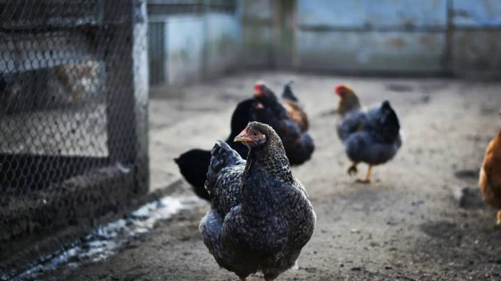 EEUU registra la primera muerte de una persona infectada con la cepa H5N5 de gripe aviar