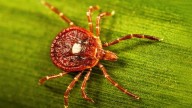 New Jersey man dies from red meat allergy caused by tick : NPR