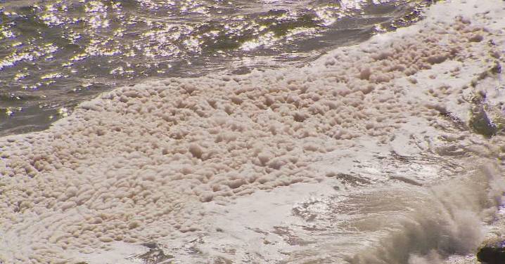 Senate inquiry scathing of federal, state governments' response to South Australian toxic algal bloom