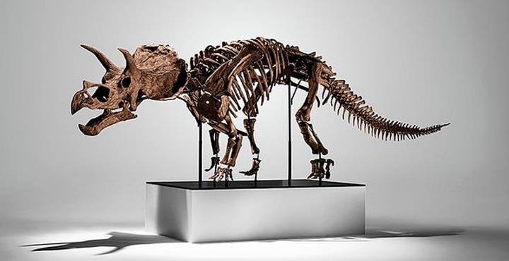 ¿Un triceratops en tu sala? Este fósil se vendió por 5.3 millones de dólares