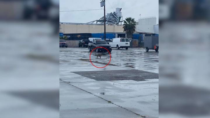 California Pup Left Behind From A Car Waits For Hours, Still Believing Her Family Will Find Her