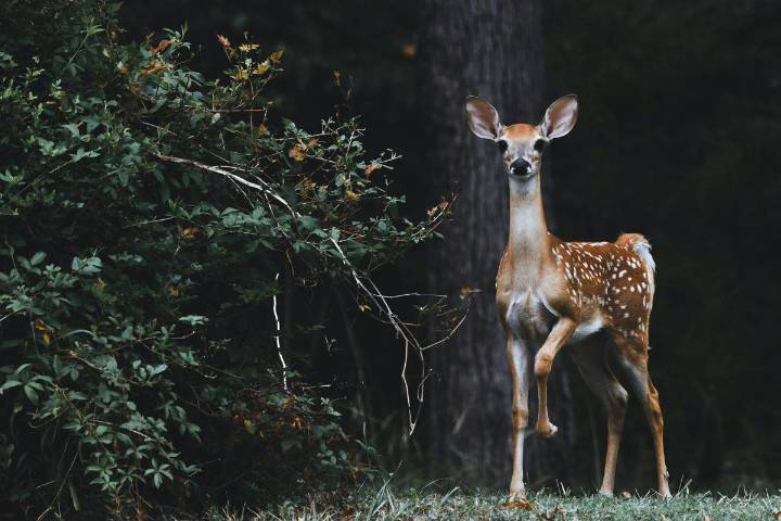 Heartbreaking Photo Shows What Can Happen When Kentucky and Indiana Residents Feed Deer