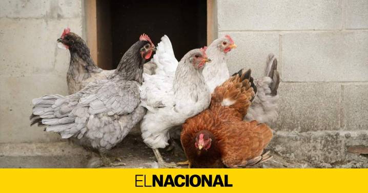 Decretado el confinamiento de las aves de corral en Catalunya y el resto del Estado por la gripe aviar