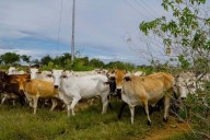 Venezuela incorpora 1.500 reses Brahman para impulsar la genética ganadera