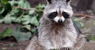City Raccoons Showing Signs of Domestication