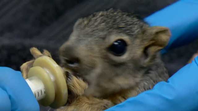 Sacramento's Wildlife Care Association transforms radar dome into animal haven
