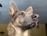 Manlius shuts down the Dog Gone Inn, plagued by filth, neglect and a death, police say