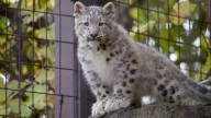 John Ball Zoo's snow leopard cub Juniper available for public viewing