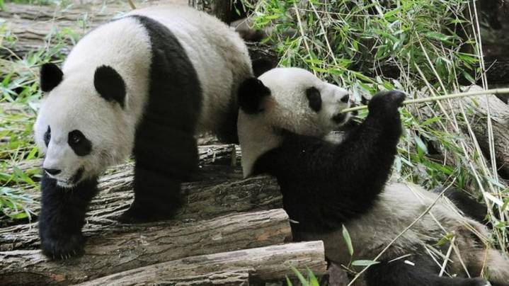Dos pandas en Francia regresan a China: traslado diplomático, veterinario y con fuerte logística internacional