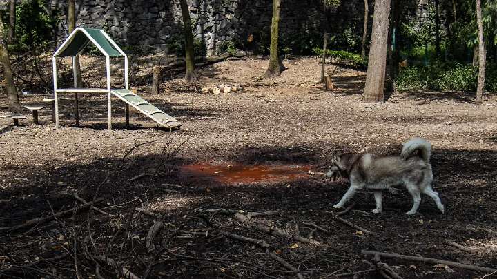Vecinos denuncian mal estado en área canina del Parque Hundido