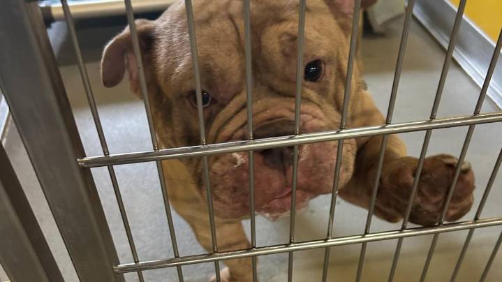 Norfolk Animal Care Center urgently seeks holiday foster homes for dogs