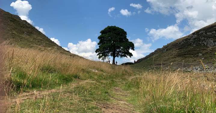 First 'trees of hope' saplings from felled Sycamore Gap tree set to be planted