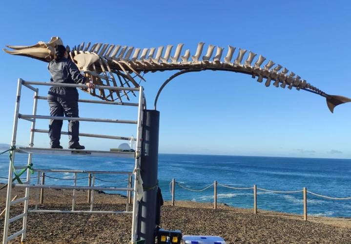 Instrucciones para armar el esqueleto de un cetáceo