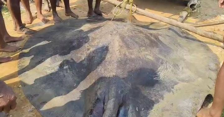 Gigantic stingray over 12-ft-long lands in fishermen’s net in Odisha’s Konark