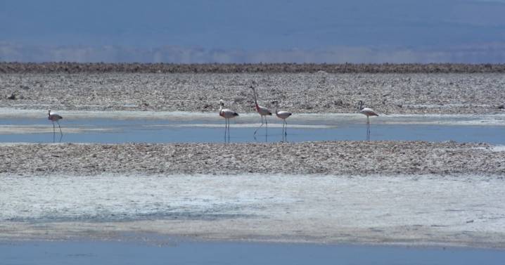 Comunidad indígena arremete contra el gobierno y pide no incluir el sector “Piedras Rojas” en red de salares protegidos