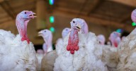 Avian influenza infections in Strathroy