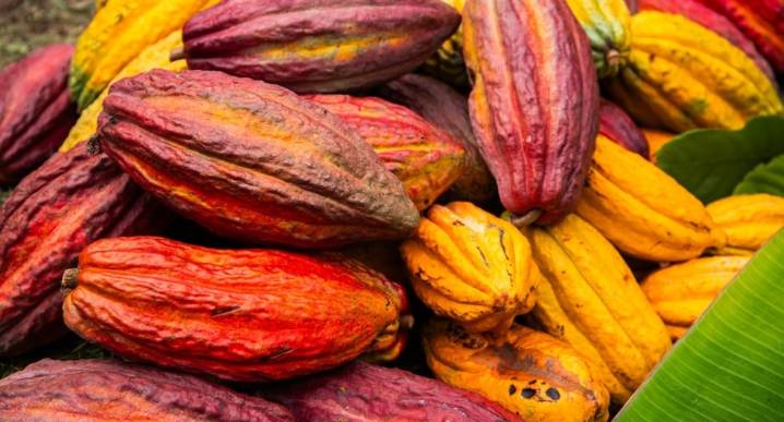 Cacao peruano en 2025: lo bueno, lo pendiente y lo interesante