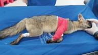 Zorro perro atropellado en Barbosa se recupera tras cirugía y podría volver a la vida silvestre