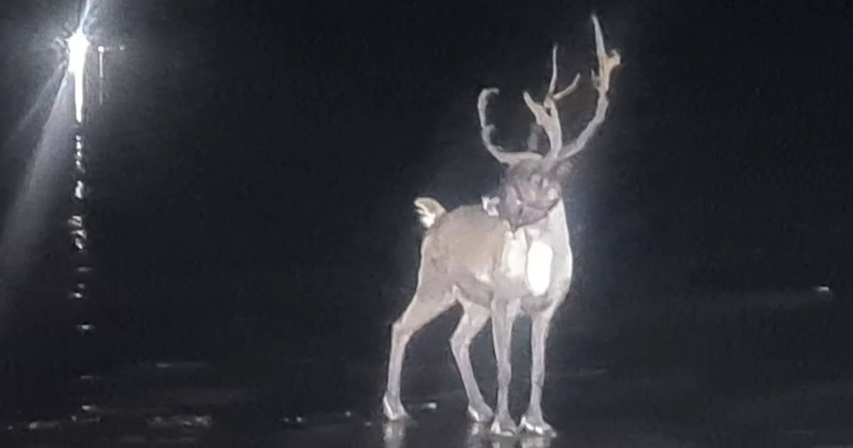 Massive emergency operation launched after reindeer escapes from Christmas event