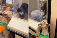 Family Shocked by Pet Pit Bull's Reaction to Shelter Cat at PetSmart (Exclusive)