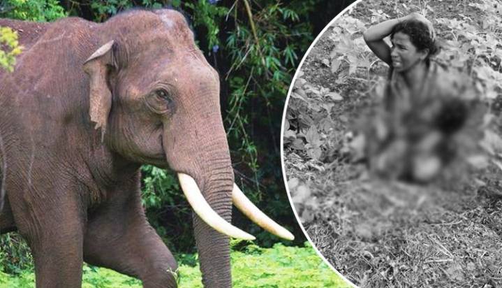 7-Yr-Old Boy Killed, Brother Critically Injured In Wild Elephant Attack In Kalahandi