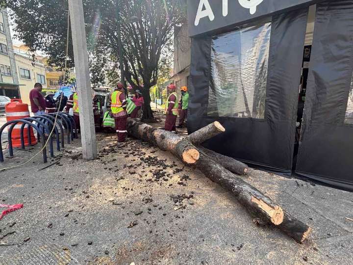 Trabajador realiza poda y cae con árbol de 8 metros de altura en CDMX