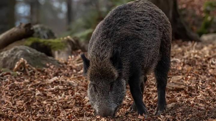 La detección de peste porcina africana en Cataluña pone en alerta al sector ganadero