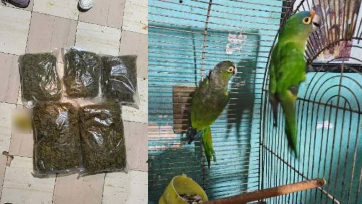 Aseguran droga y animales exóticos tras cateo en la GAM