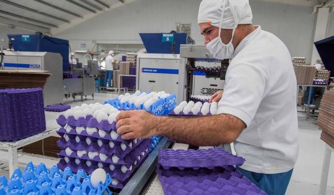 Actividades primarias lideran el crecimiento económico con alza de 3.5% en el tercer trimestre de 2025: Agricultura