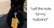 27 Hilarious Pets That Got Shamed Publicly For Being Naughty