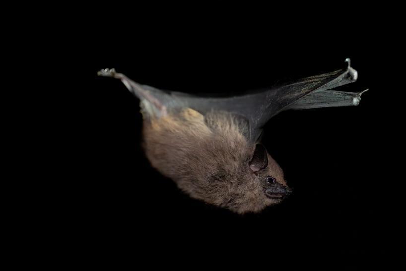 Después de 20 años, científicos de la U. de A. redescubrieron especie de murciélago única en Antioquia