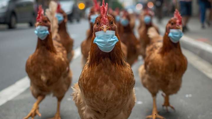 Gripe aviar en Teruel: todo sobre la enfermedad y la subida del pollo y los huevos en la localidad