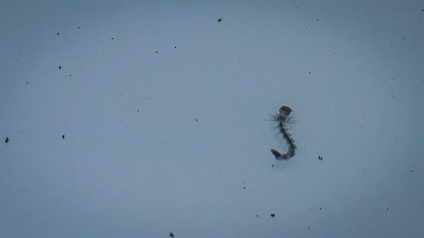 Confirma Salud 10 muertes por dengue en Jalisco en 2025