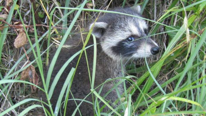 Raccoons have an endless buffet of urban trash. New evidence hints it could be sparking domestication