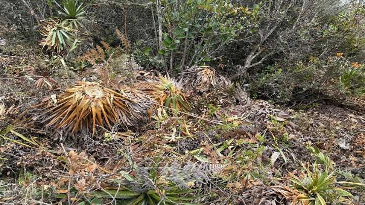 Crimen ambiental en Tenjo: CAR investiga tala masiva de bosque nativo en cerro de Juaica