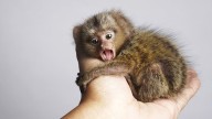The Tiny Finger Monkey Gets Lonely Without Its Family