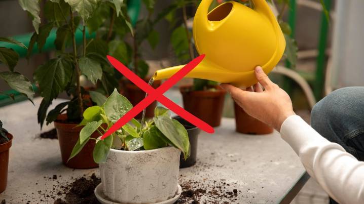 No es la de la canilla: qué agua es la mejor para regar tus plantas