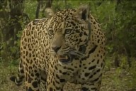 Buscan a la yaguareté Acaí y ofrecen una recompensa récord de $250 millones