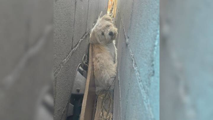 California Neighbors Spot A White Shape Between Garages And Discover A Shy Creature Too Afraid To Move