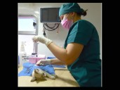 Informa Instituto de Protección y Bienestar Animal jornadas gratuitas de esterilización